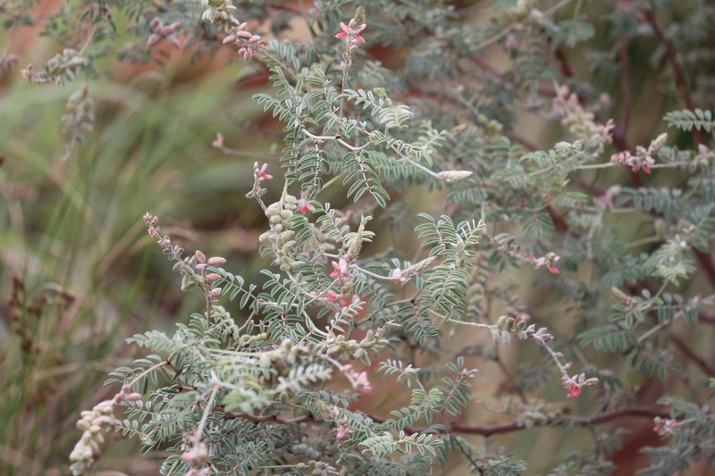 Indigofera melanadenia photo 8