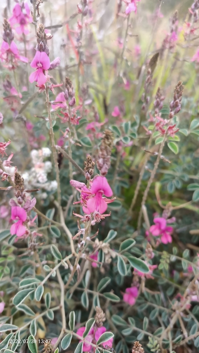 Indigofera melanosticta