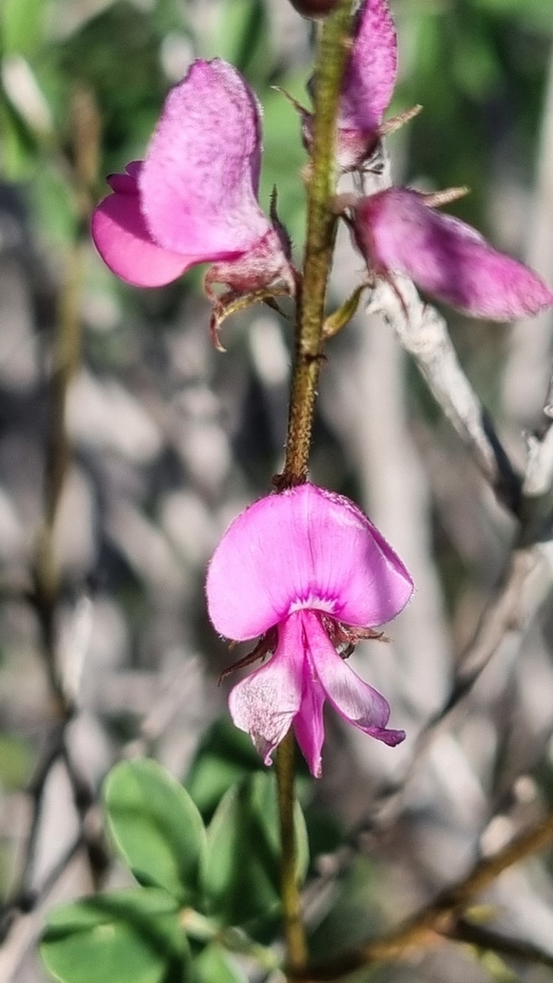 Indigofera melanosticta photo 2