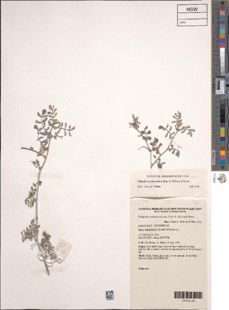 Indigofera melanosticta photo 4