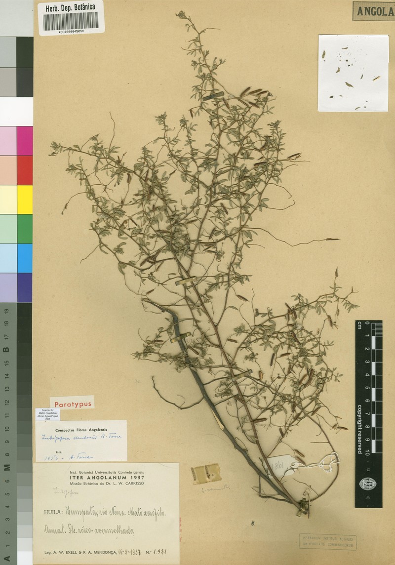 Indigofera mendesii