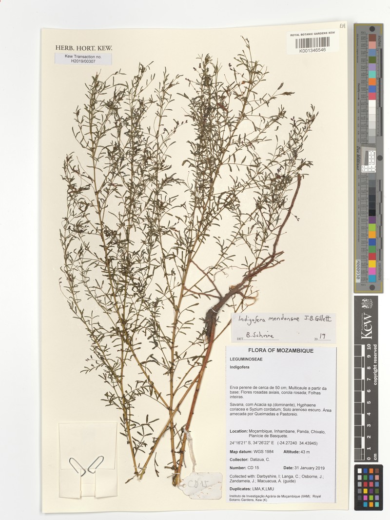 Indigofera mendoncae