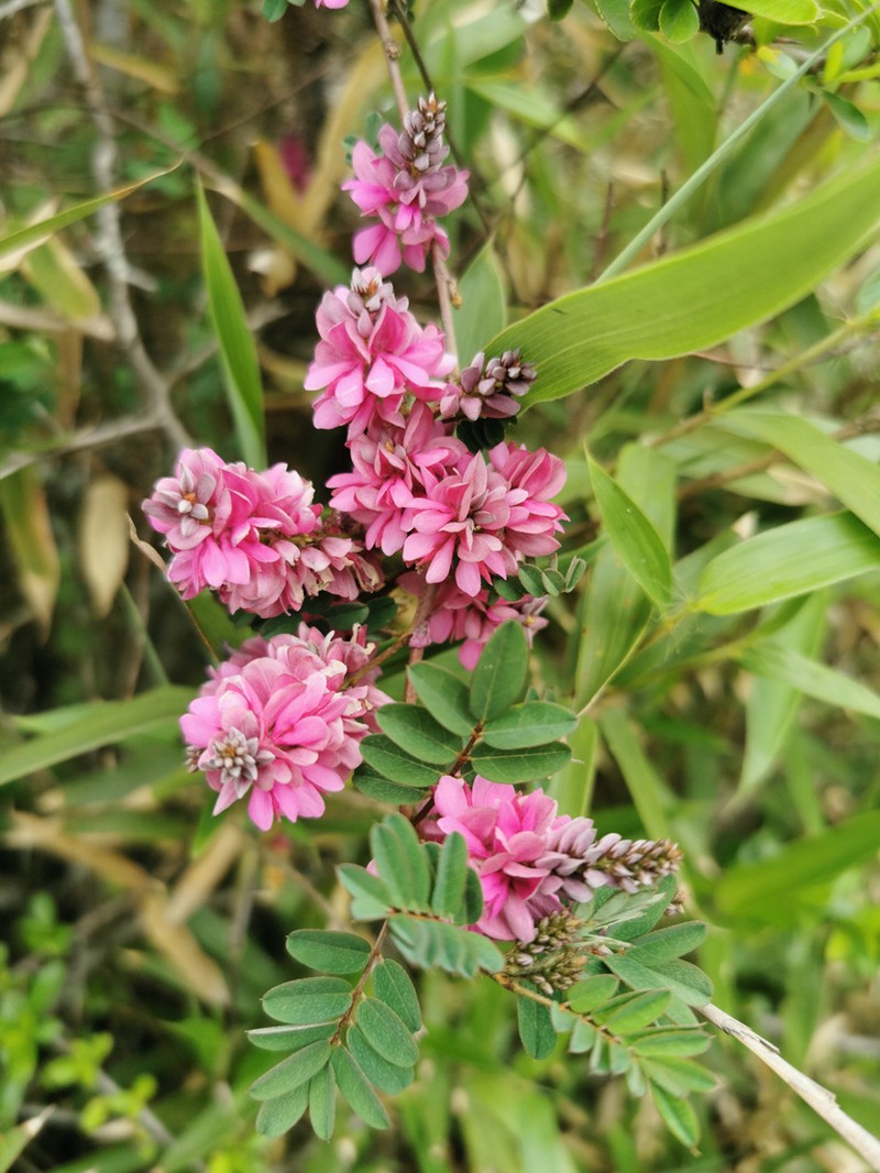 Indigofera mengtzeana