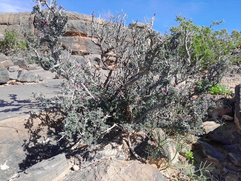 Indigofera merxmuelleri photo 2