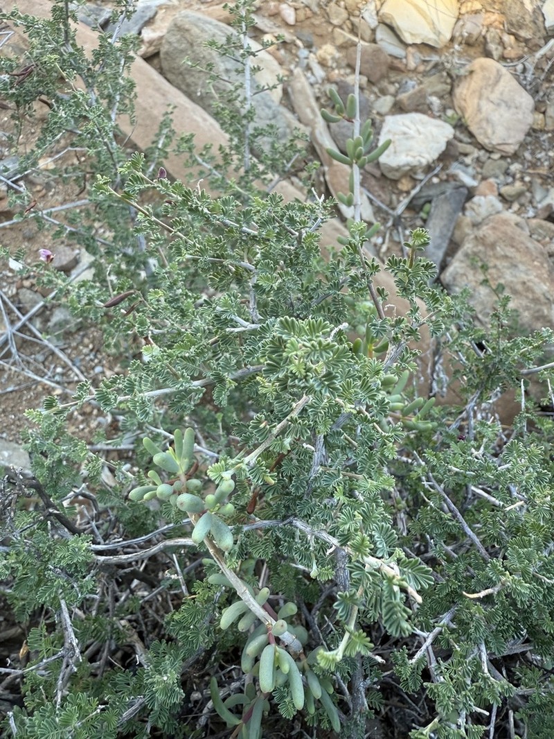 Indigofera merxmuelleri photo 3
