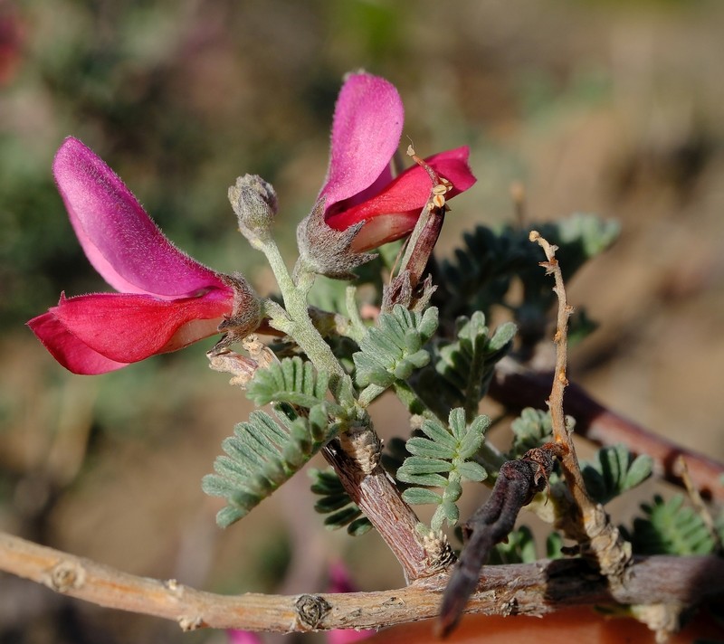 Indigofera merxmuelleri photo 5
