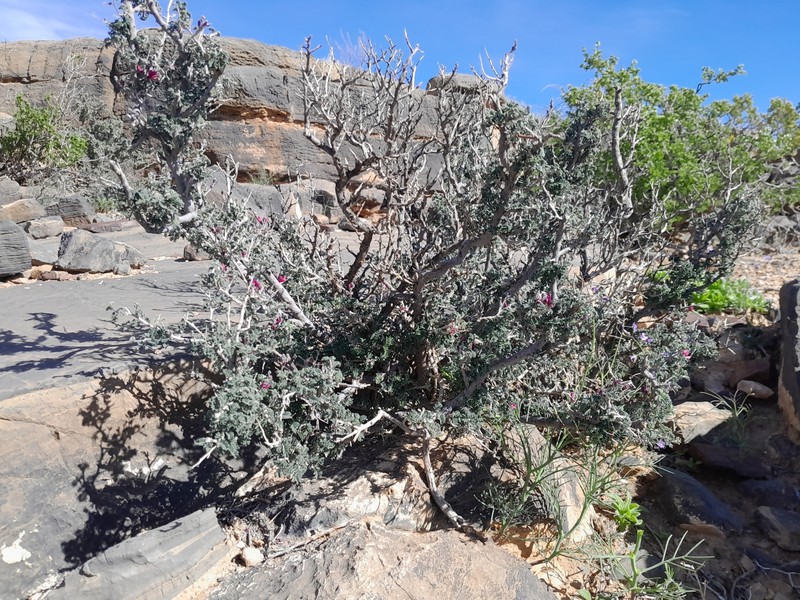 Indigofera merxmuelleri photo 6