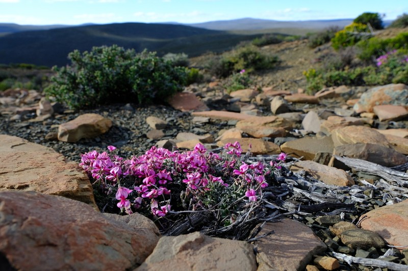 Indigofera meyeriana photo 2