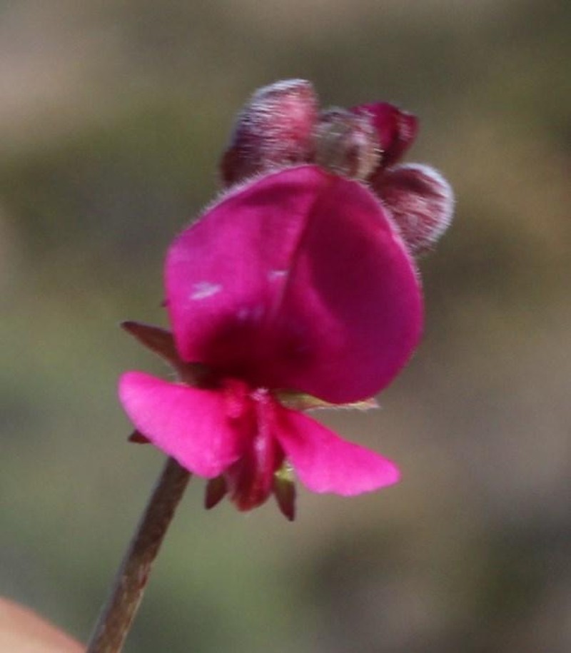 Indigofera meyeriana photo 3