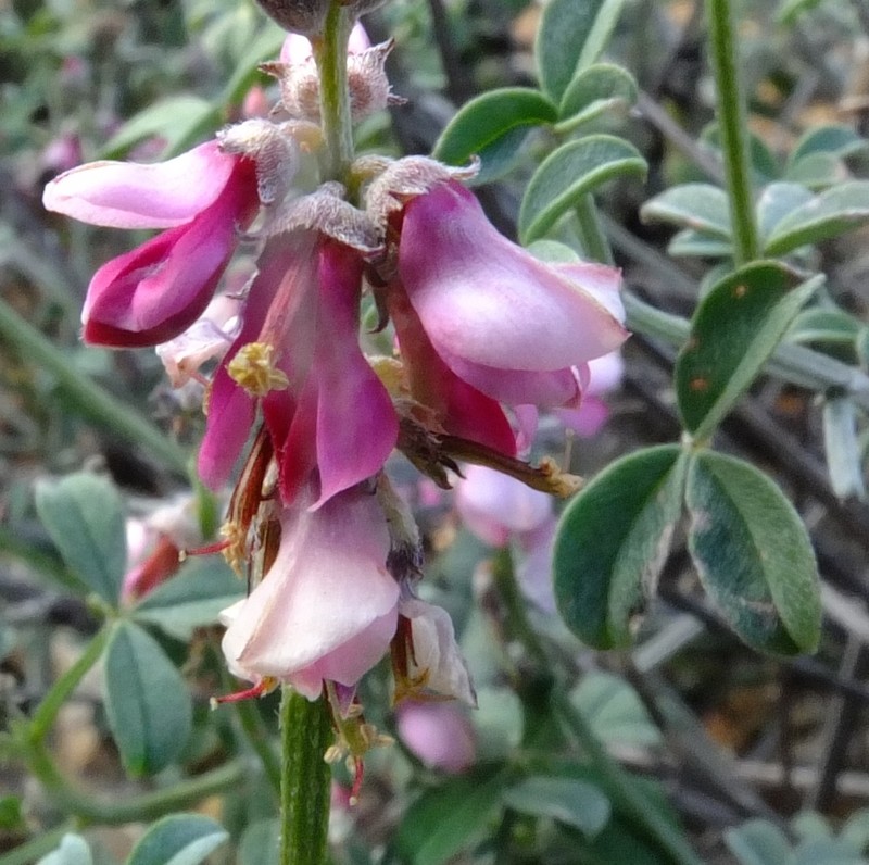 Indigofera meyeriana photo 4