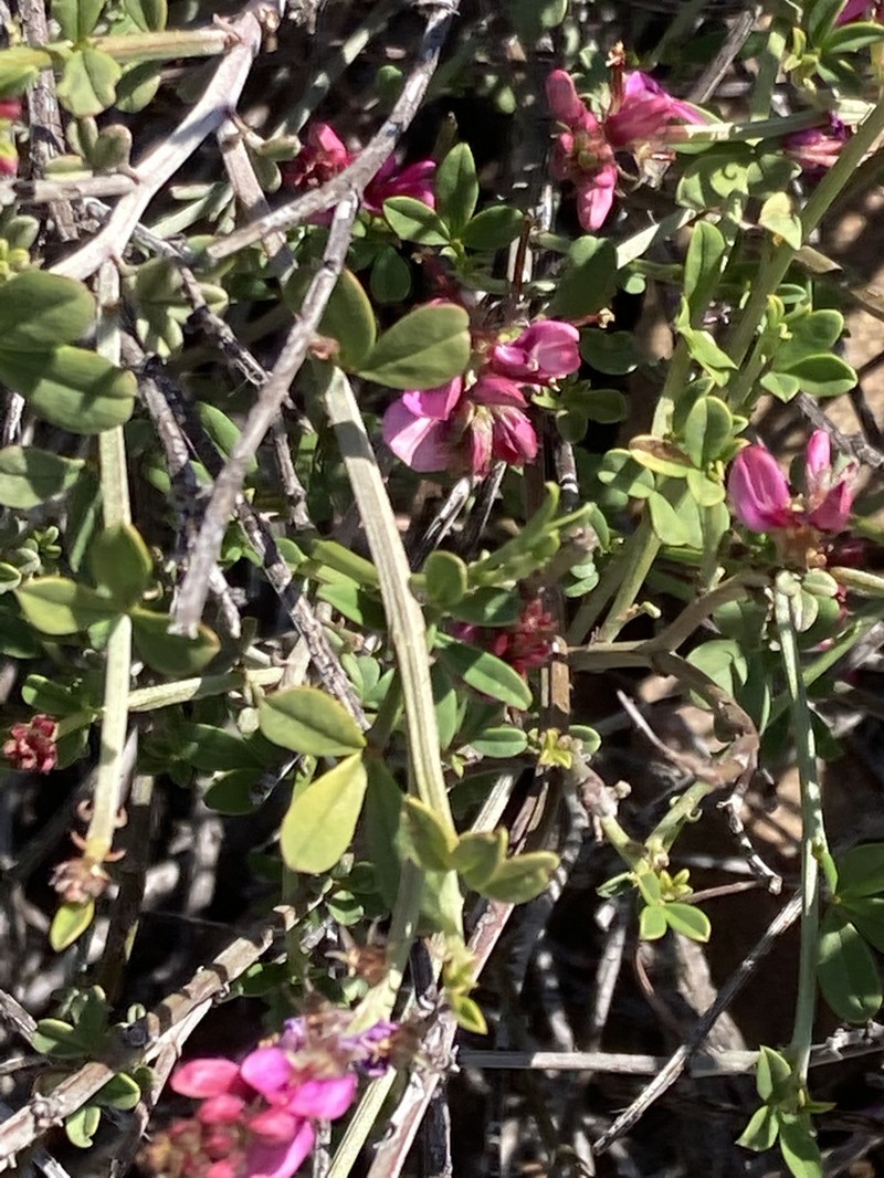 Indigofera meyeriana photo 7