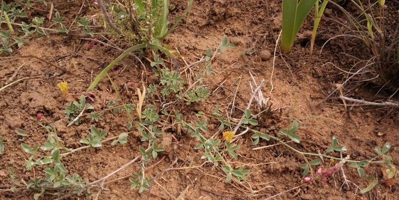 Indigofera meyeriana photo 8