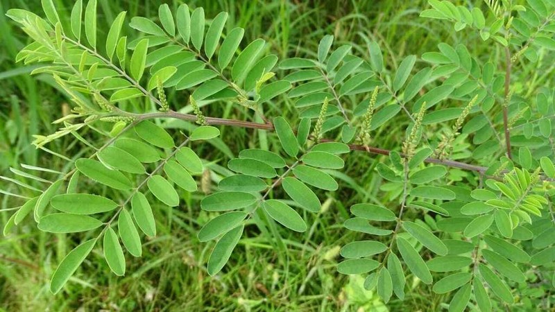 Indigofera micheliana