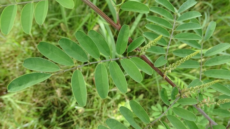 Indigofera micheliana photo 2