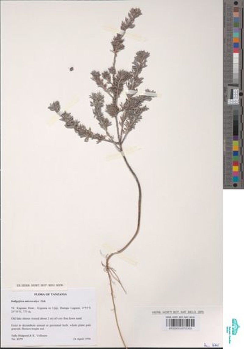 Indigofera microcalyx