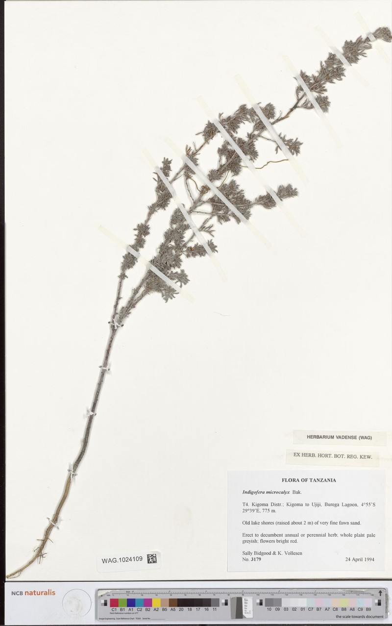 Indigofera microcalyx photo 2