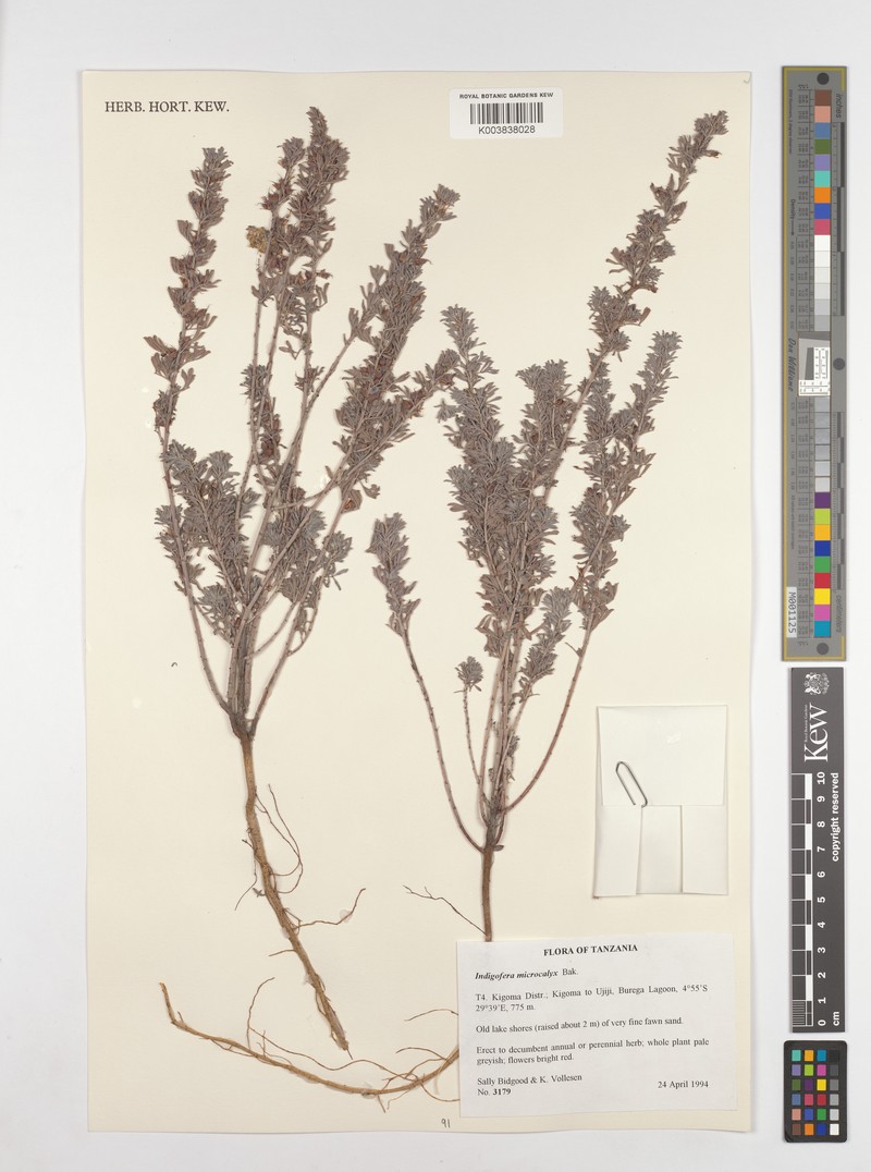 Indigofera microcalyx photo 3