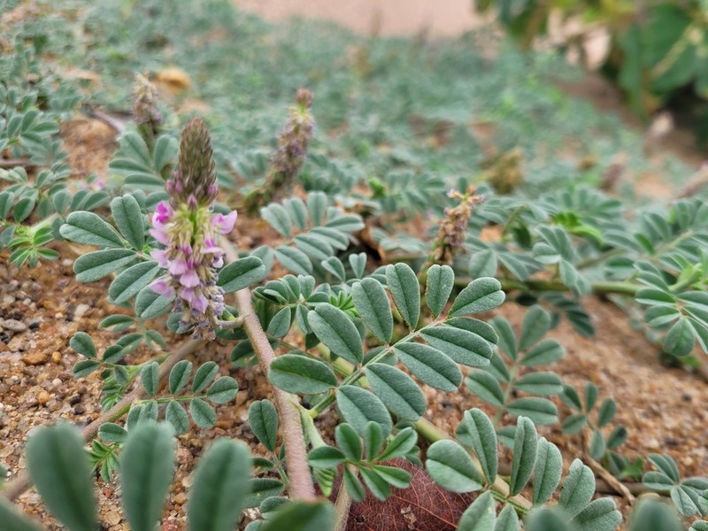Indigofera microcarpa