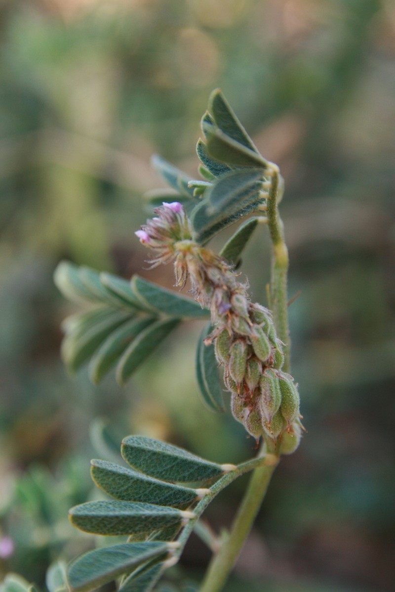 Indigofera microcarpa photo 2