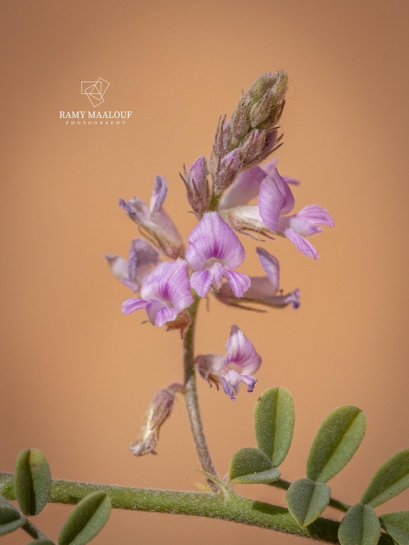 Indigofera microcarpa photo 3