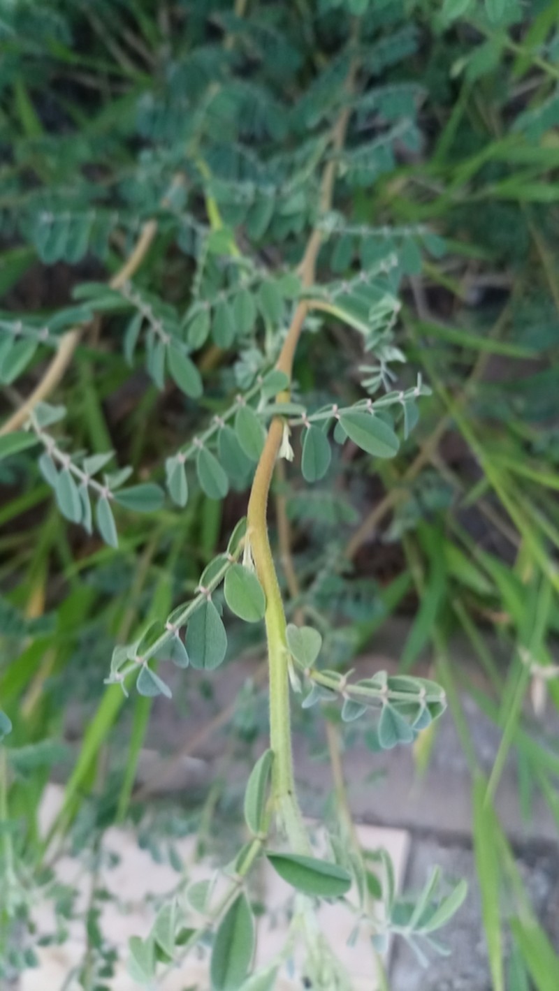 Indigofera microcarpa photo 4