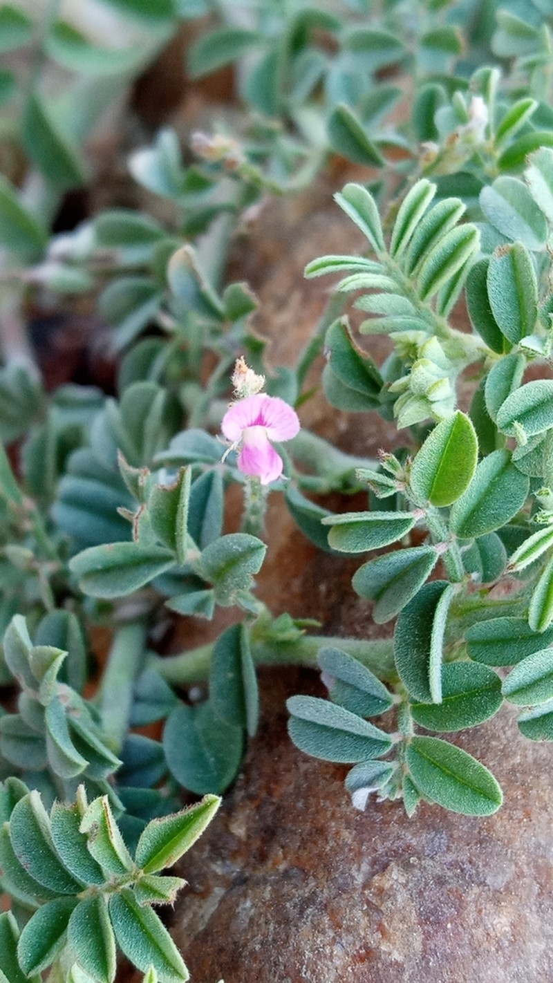 Indigofera microcarpa photo 5
