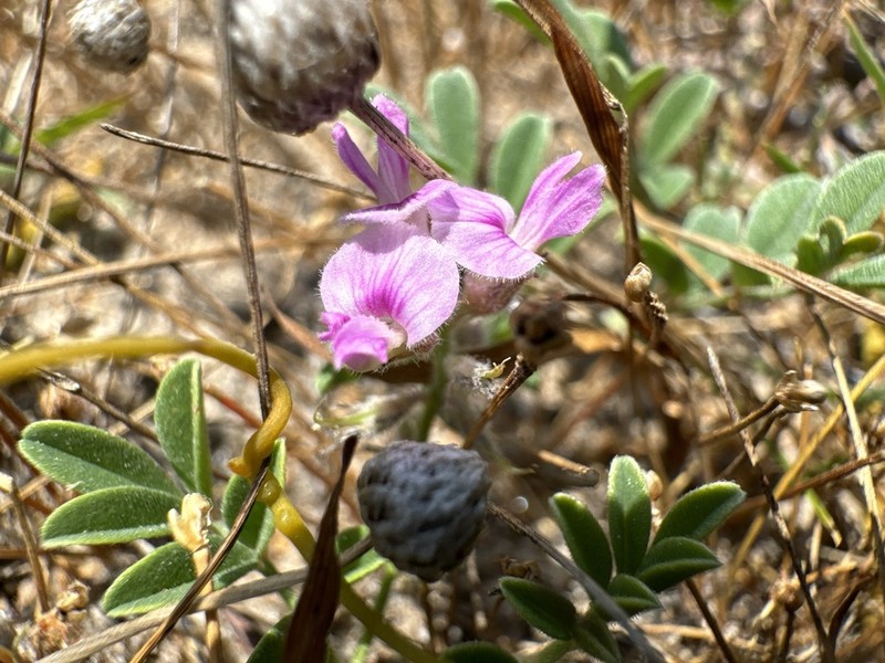 Indigofera microcarpa photo 6