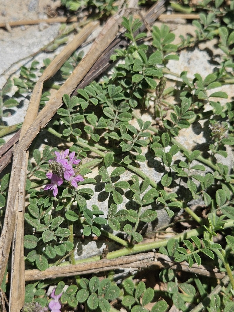 Indigofera microcarpa photo 7