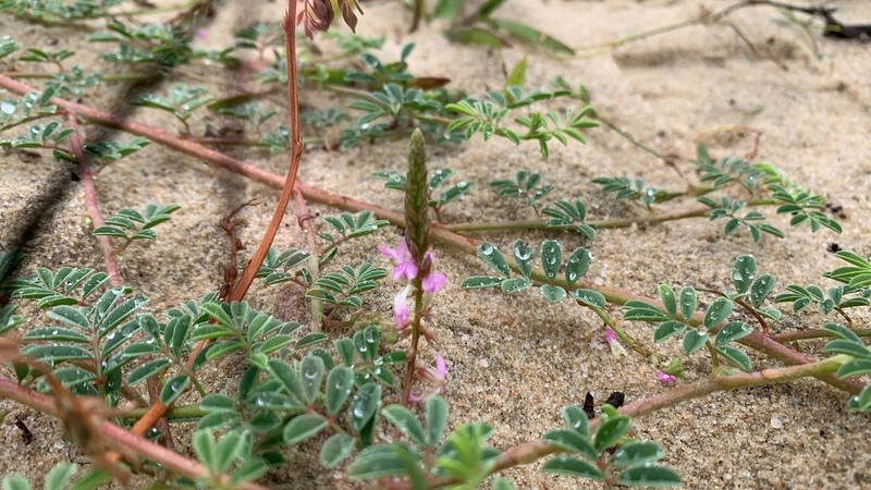 Indigofera microcarpa photo 8