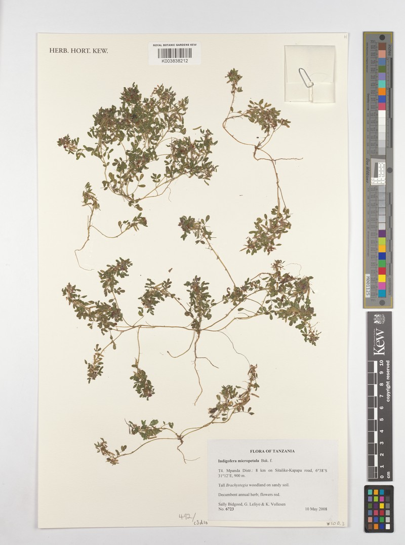 Indigofera micropetala