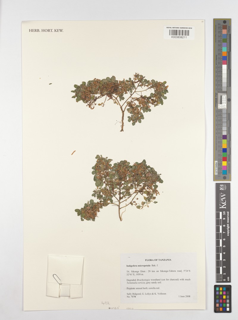 Indigofera micropetala photo 2