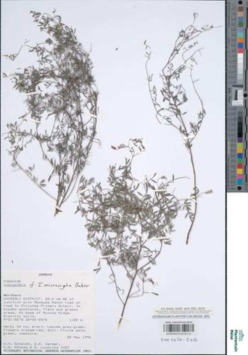 Indigofera microscypha