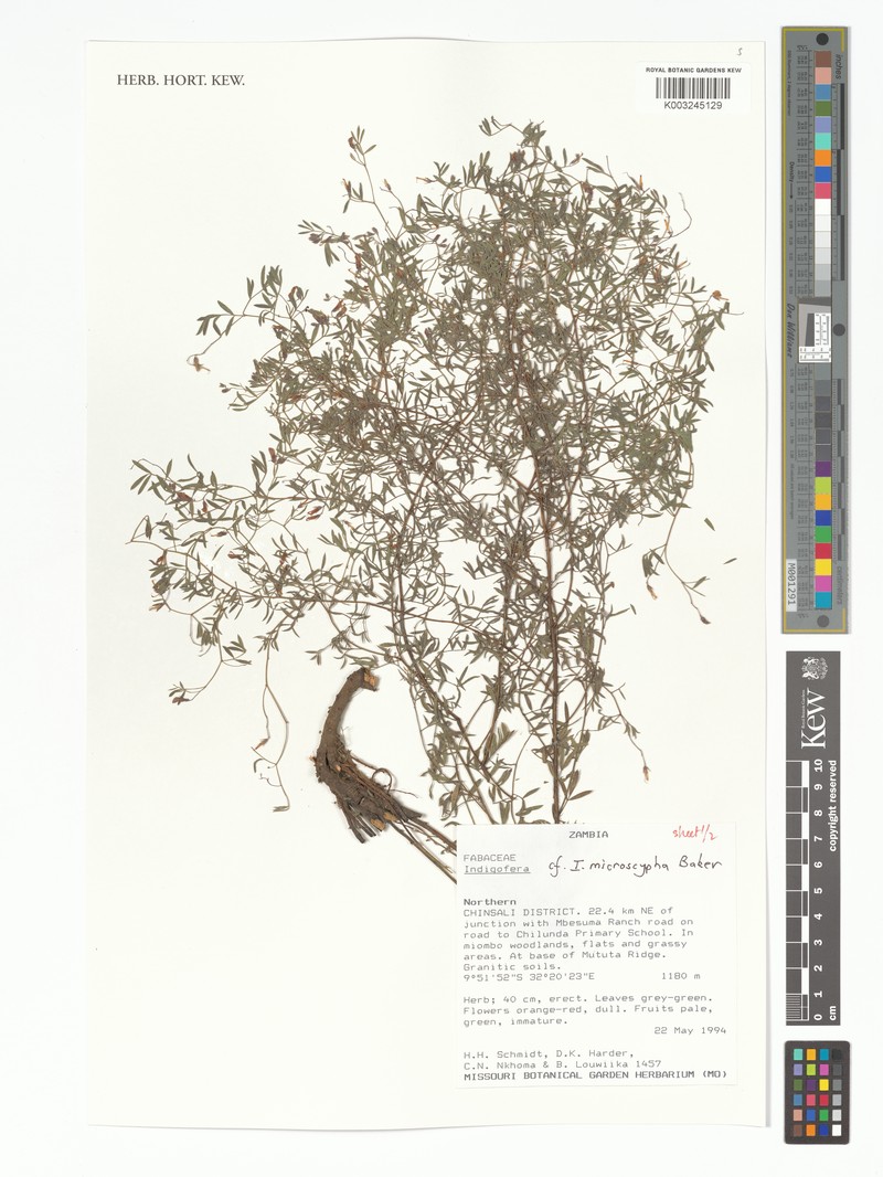 Indigofera microscypha photo 2