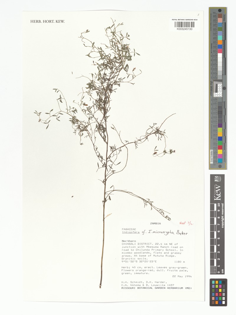 Indigofera microscypha photo 3