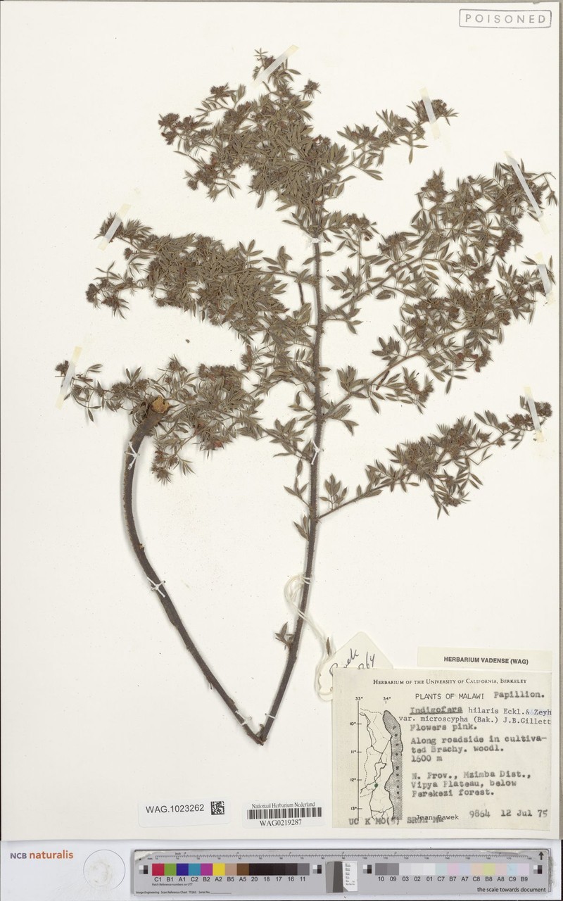Indigofera microscypha photo 4