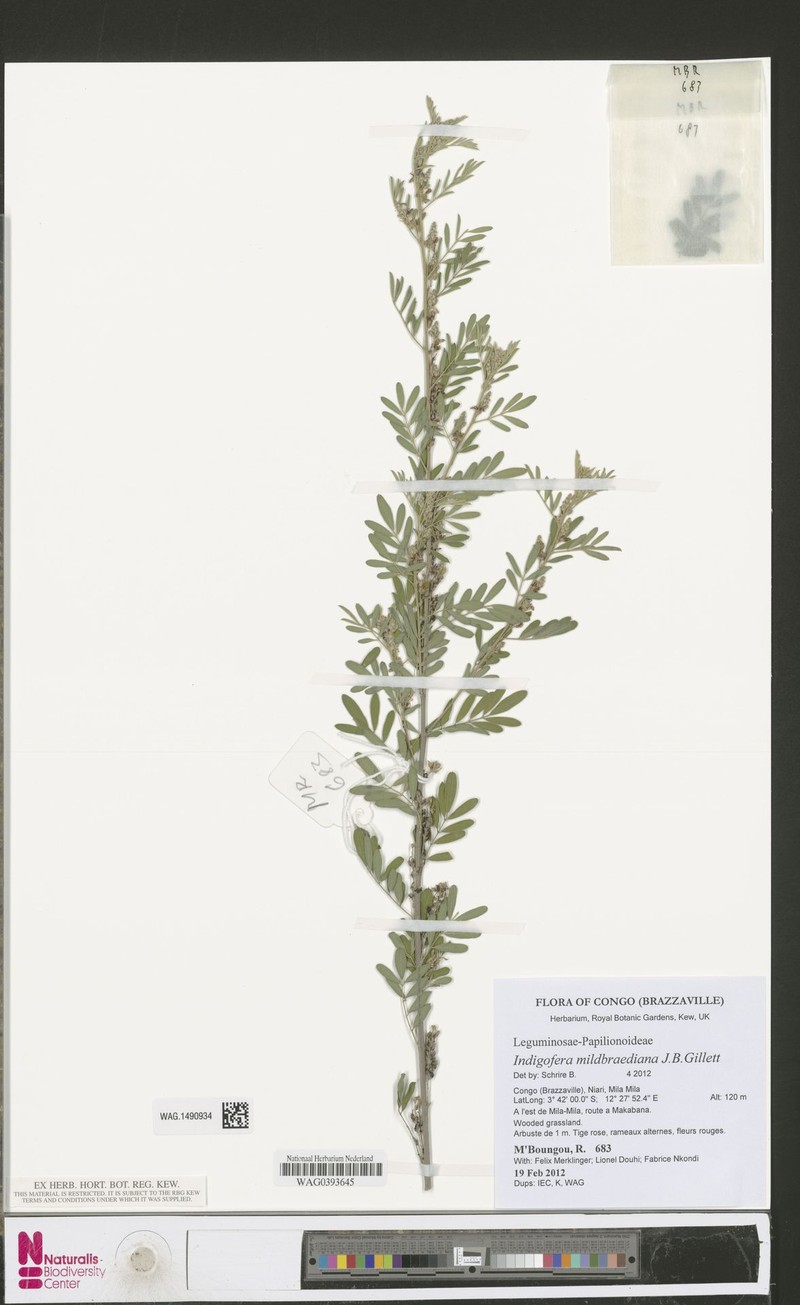 Indigofera mildbraediana photo 2
