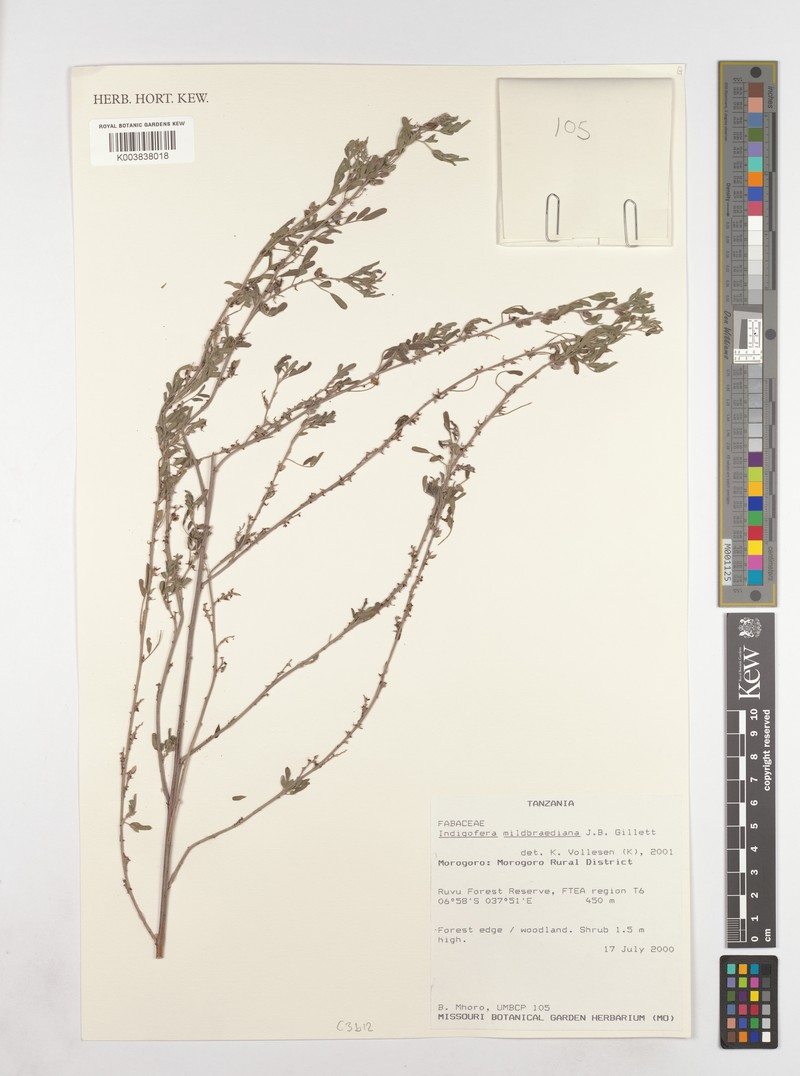 Indigofera mildbraediana photo 3
