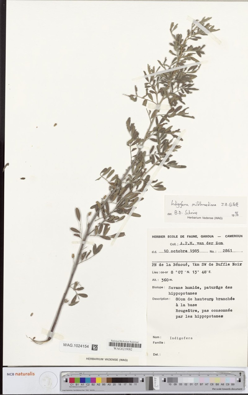 Indigofera mildbraediana photo 4