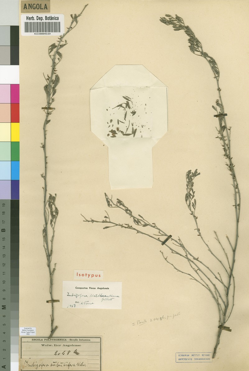 Indigofera mildbraediana