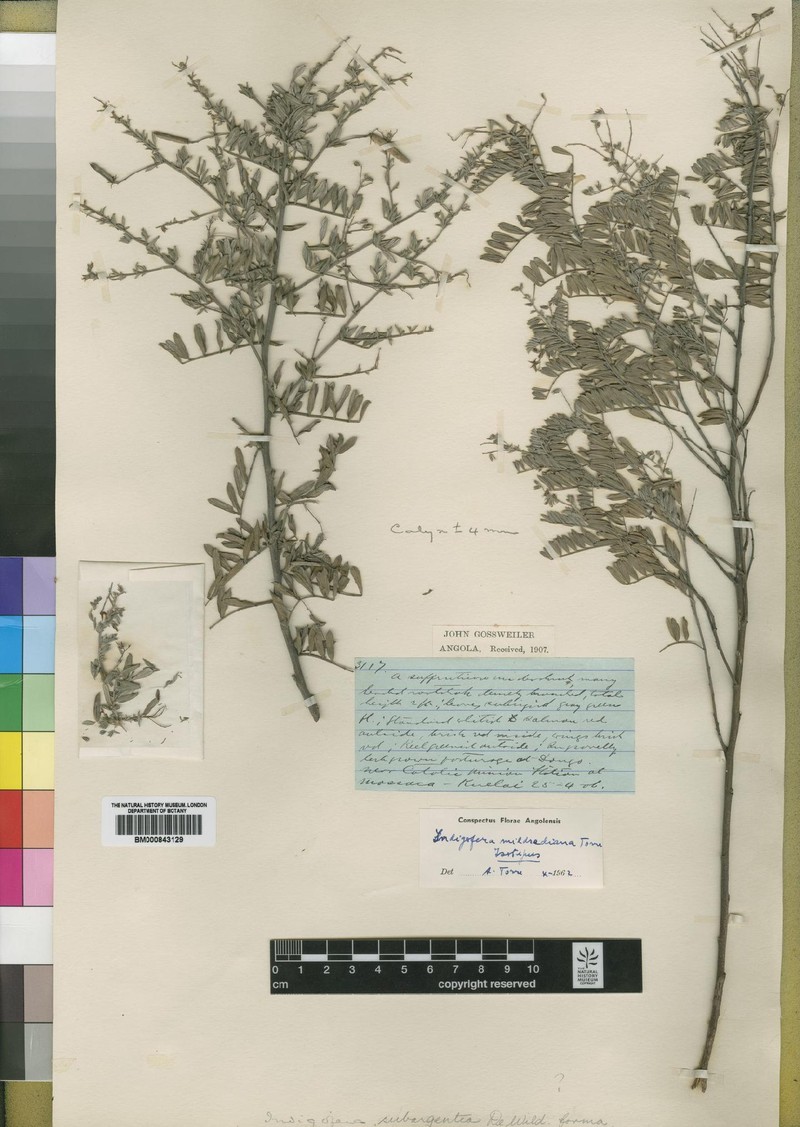 Indigofera mildrediana photo 2
