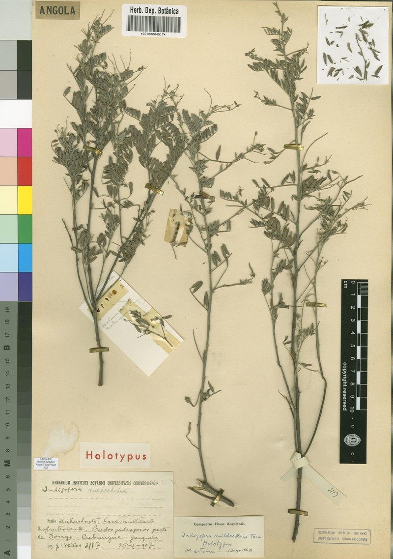 Indigofera mildrediana