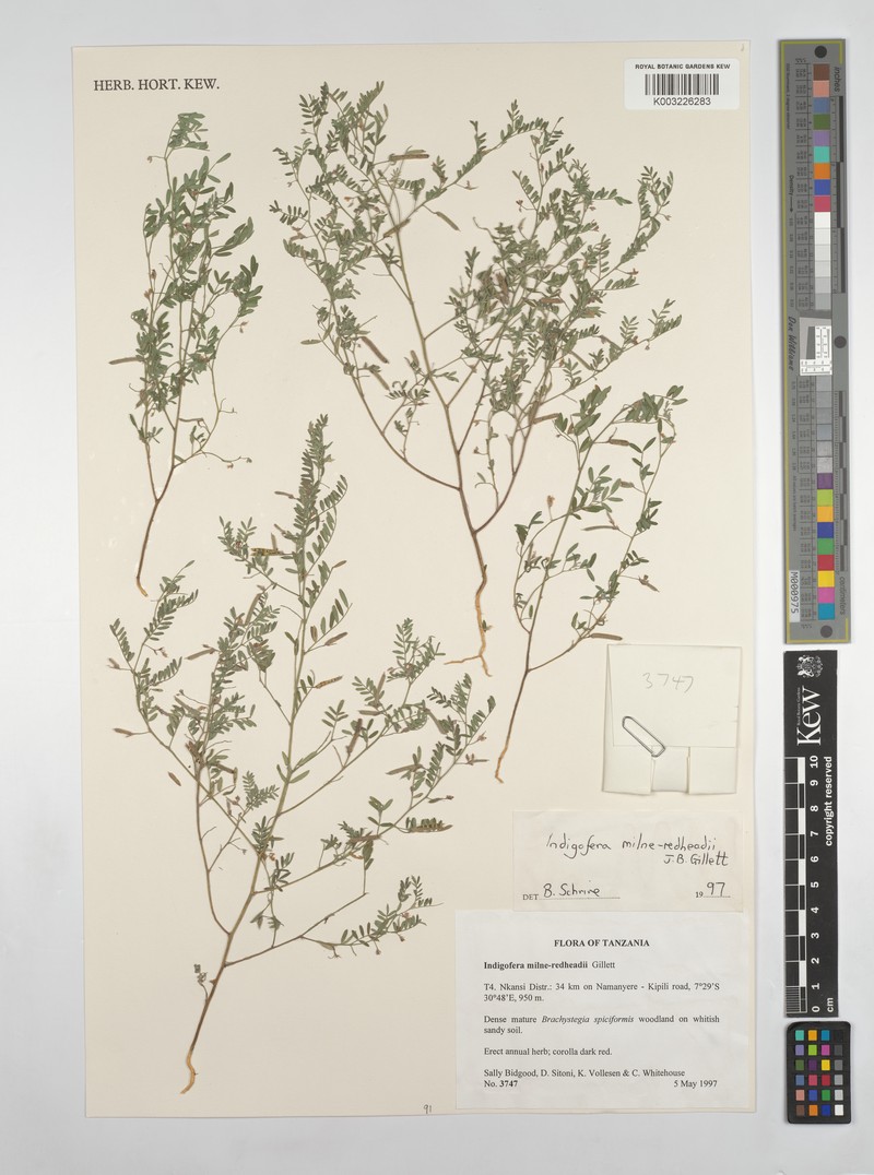 Indigofera milne-redheadii