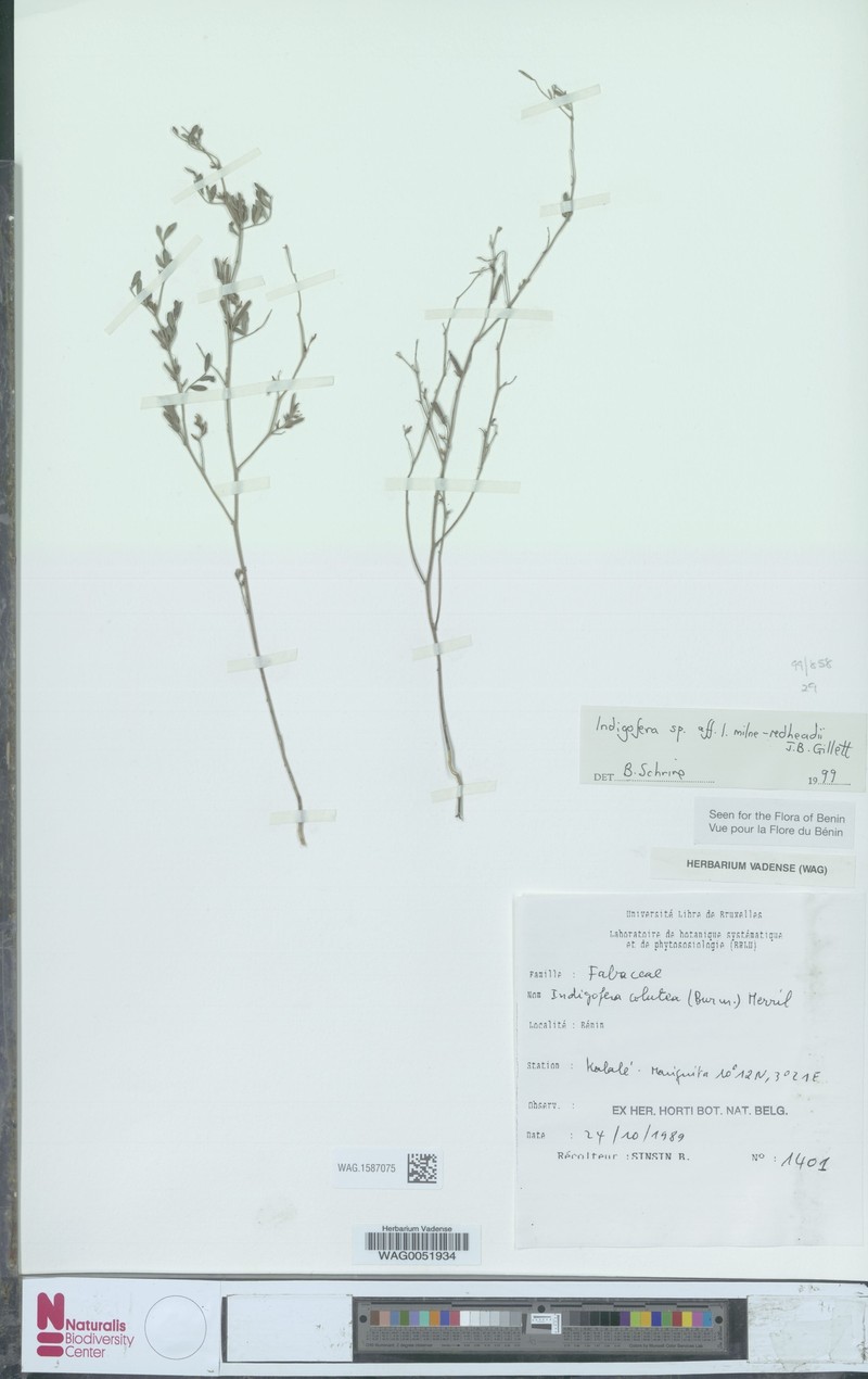 Indigofera milne-redheadii photo 2