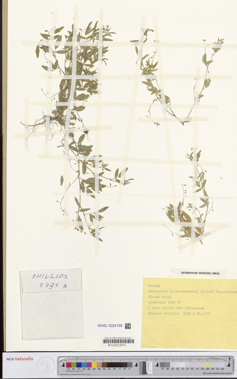 Indigofera milne-redheadii photo 3