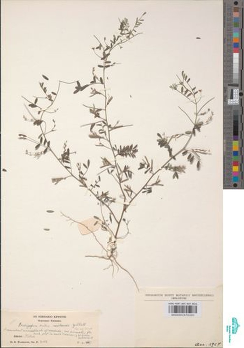 Indigofera milne-redheadii photo 4
