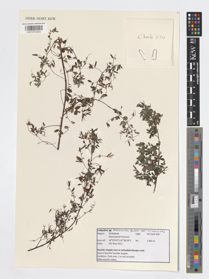 Indigofera mimosoides