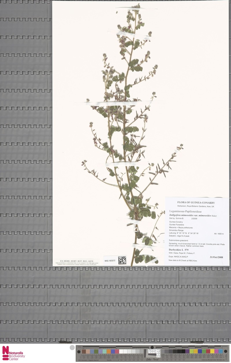 Indigofera mimosoides photo 2