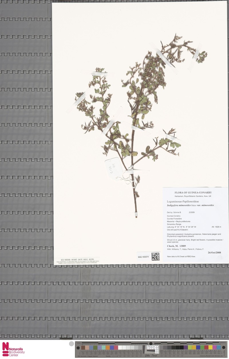 Indigofera mimosoides photo 3