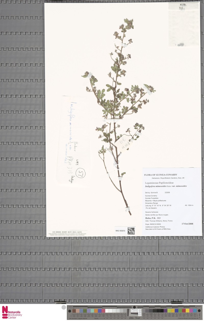 Indigofera mimosoides var. mimosoides photo 4