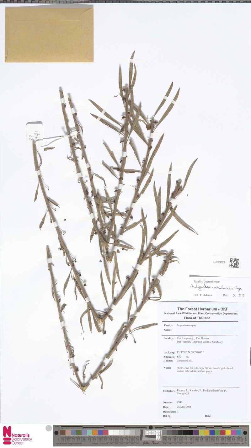 Indigofera minbuensis